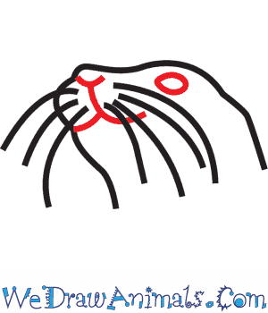 300x350 How To Draw A Steller Sea Lion