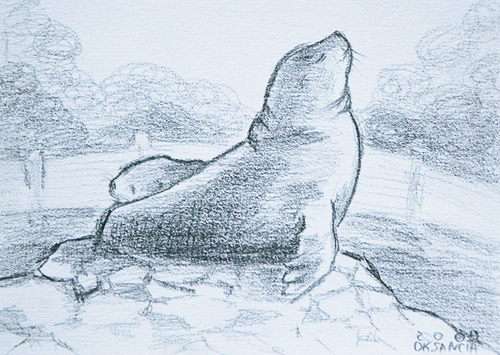 500x355 Mother And Baby Sea Lions Drawing Sketching