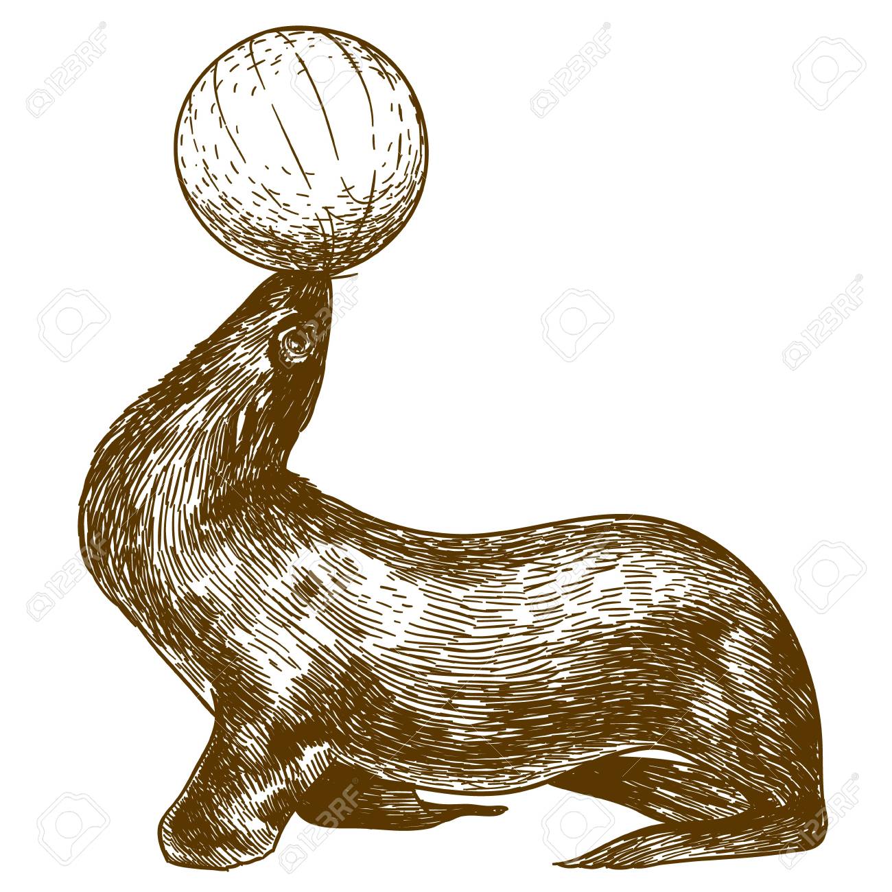 1300x1300 Vector Antique Engraving Drawing Illustration Of Circus Sea Lion