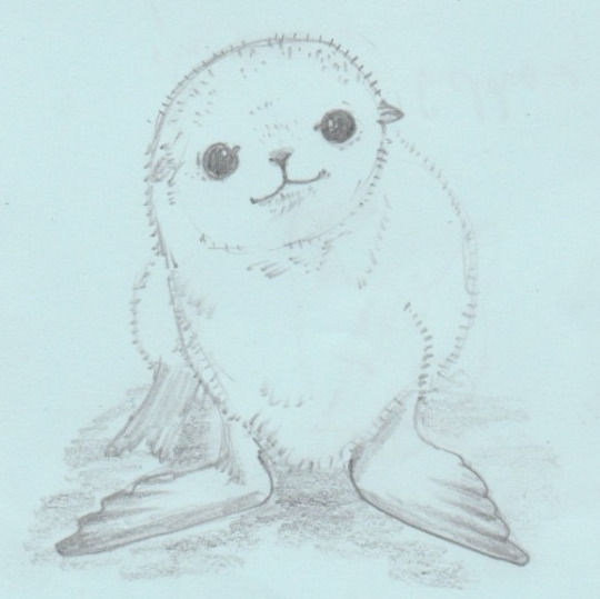 540x539 Baby Sea Lion, Pencil Drawing On Post It, Jenny Jump,rt Is