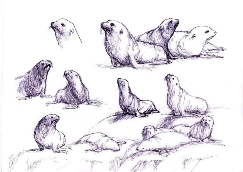 800x566 Realistic Sea Lion Drawing
