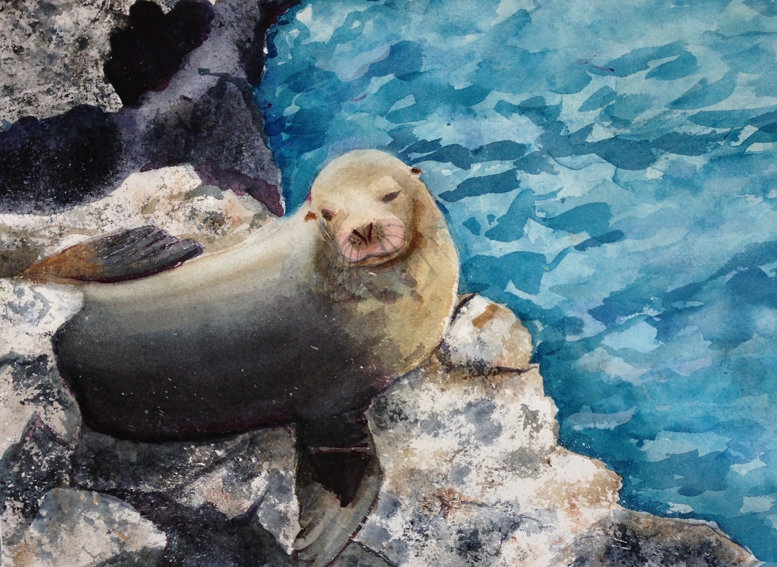 1571x1148 Sea Lion In Watercolor Carol King Drawing, Painting, Complaining