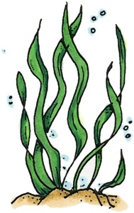 189x300 Ocean Plants Clipart