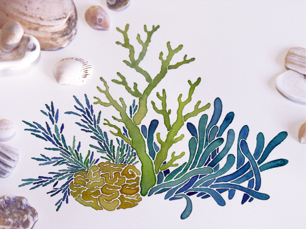 600x450 Watercolor Sea Plant Illustrations By Sasha Prood, Via Behance