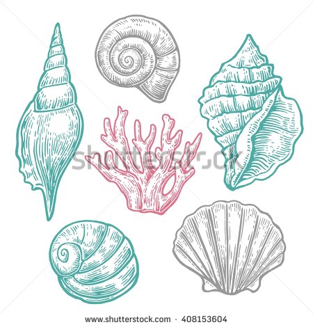 450x470 Sea Shell And Coral. Set Engraving Vintage Vector Illustrations