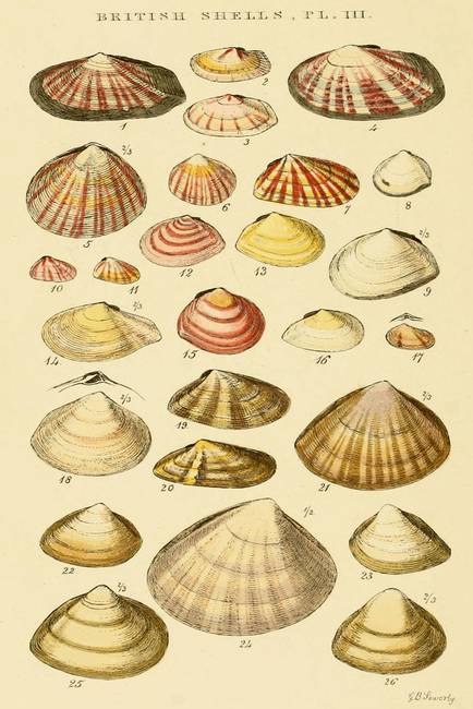 434x650 Stunning Seashell Drawings And Illustrations For Sale On Fine