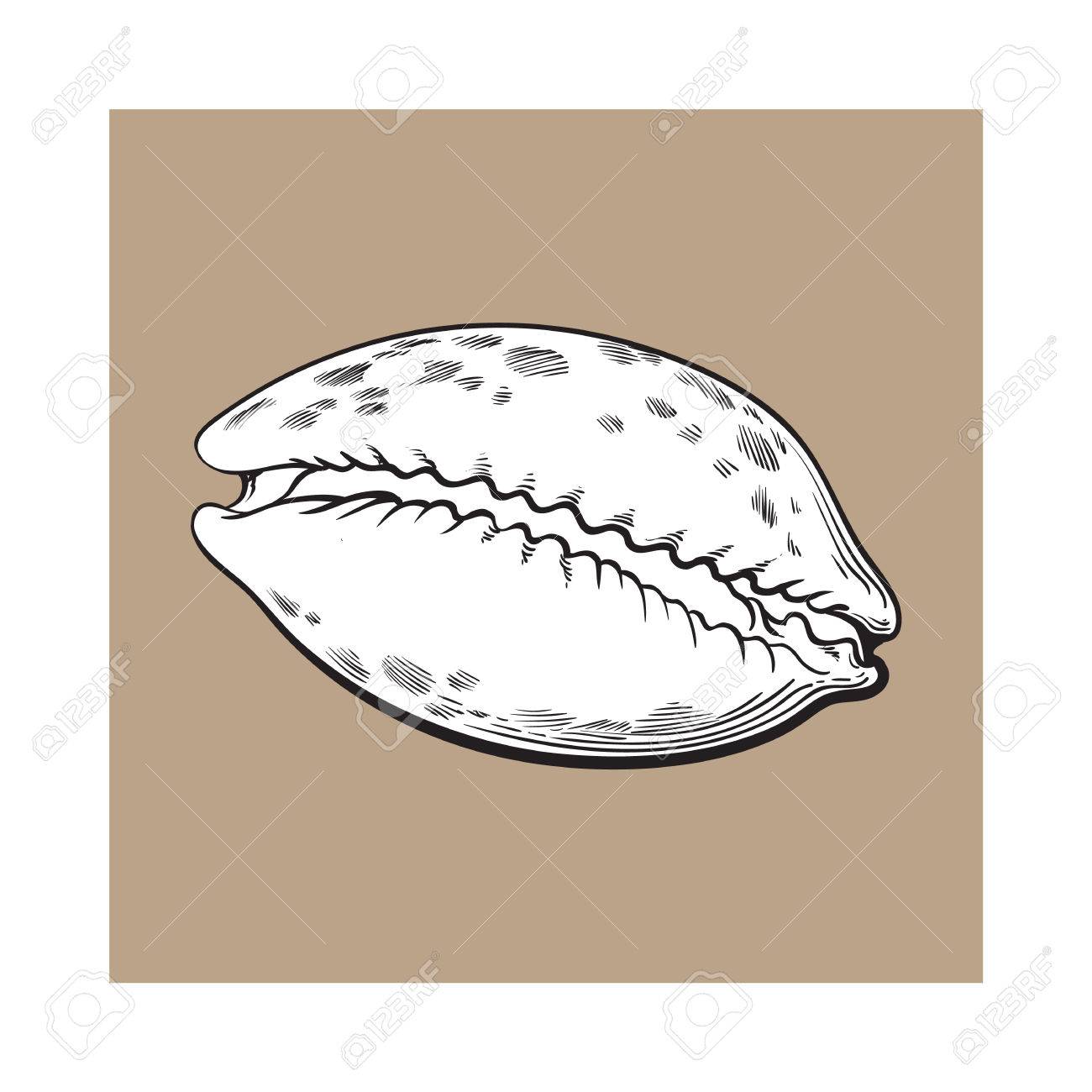 1300x1300 White Cowrie Or Cowry Sea Shell, Sketch Style Vector Illustration