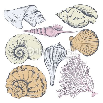 Sea Shell Drawing at GetDrawings | Free download