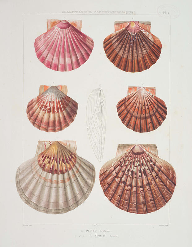 620x798 Museum Of Natural History Releases Vintage Drawings Of Seashells