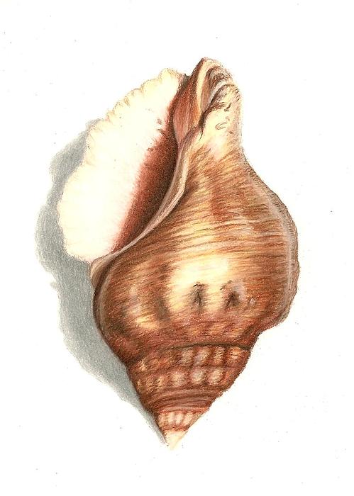 499x700 Shell Drawings