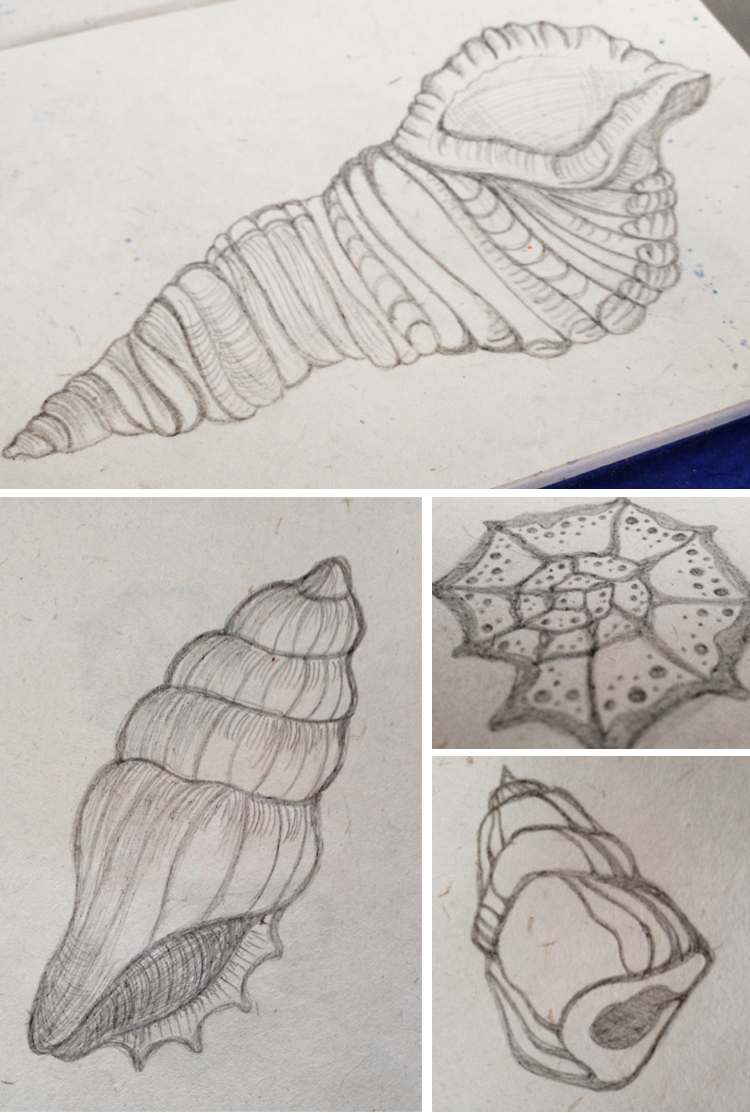 750x1113 Seashells Hand Drawn Sketch Conch Shells Www.radworkss