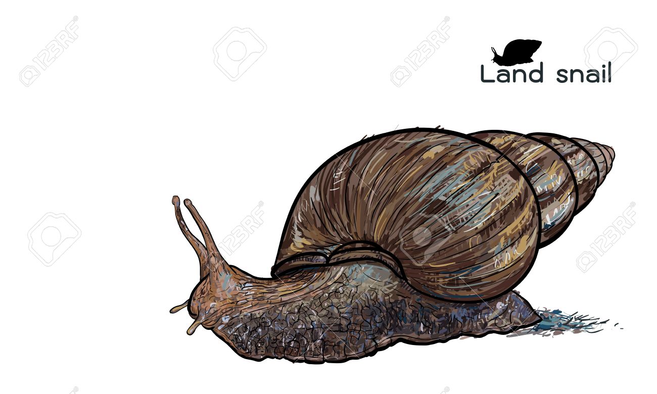 1300x780 Drawing Of Crawling Land Snails On With White Background Royalty
