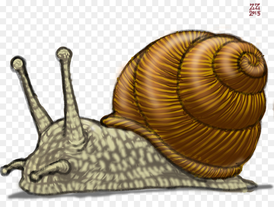900x680 Gastropods Land Snail Drawing Slug