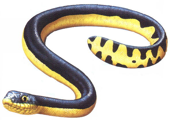 592x419 Sea Snake Drawing
