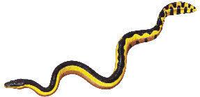 287x140 Sea Snake