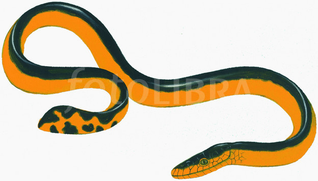 624x355 Yellow Bellied Sea Snake Illustration