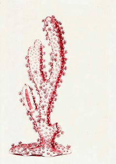 236x333 Antique Illustration Sea Forms Sea Sponge Sea By Seasideprints