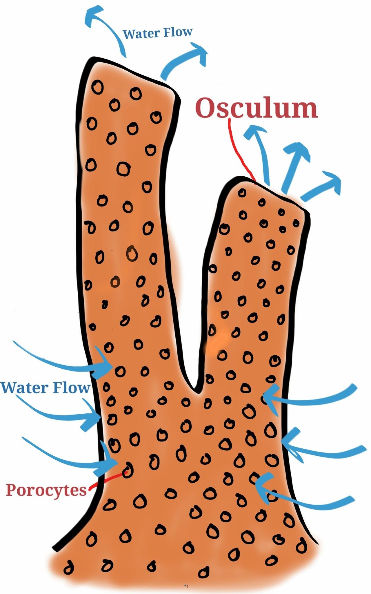 1280x2048 Porifera Organismal Diversity