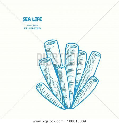 450x470 Sea Sponge Images, Illustrations, Vectors