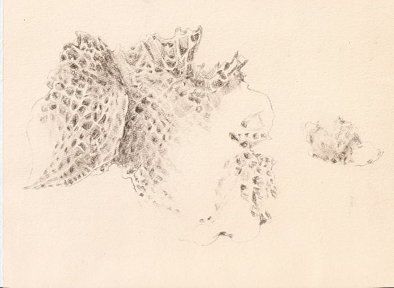 Sea Sponge Drawing at GetDrawings | Free download