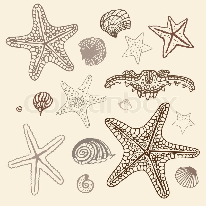 Sea Star Drawing at GetDrawings | Free download