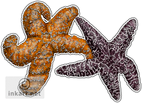 590x429 Wildlife Art Tide Pool Animals