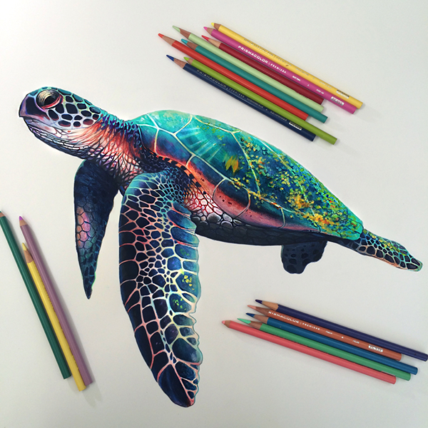 600x600 Colored Pencil Study Of A Sea Turtle. Pintura Livros