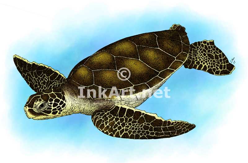 800x526 Hawksbill Sea Turtle Stock Art Illustration