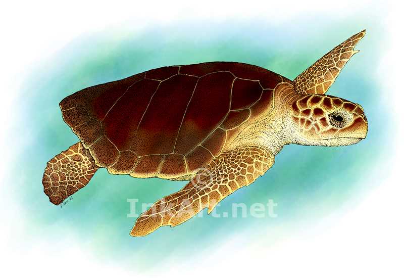 800x550 Loggerhead Sea Turtle Stock Art Illustration