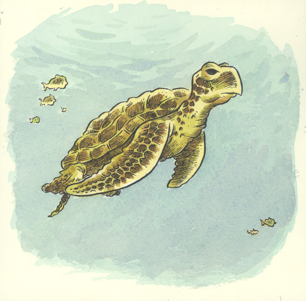 Sea Turtle Drawing Tumblr at GetDrawings | Free download