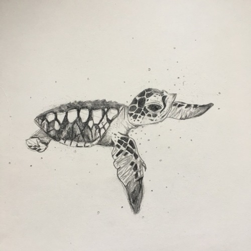 Sea Turtle Drawing Tumblr at GetDrawings | Free download