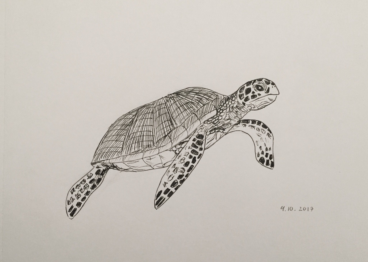 Sea Turtle Drawing Tumblr at GetDrawings | Free download