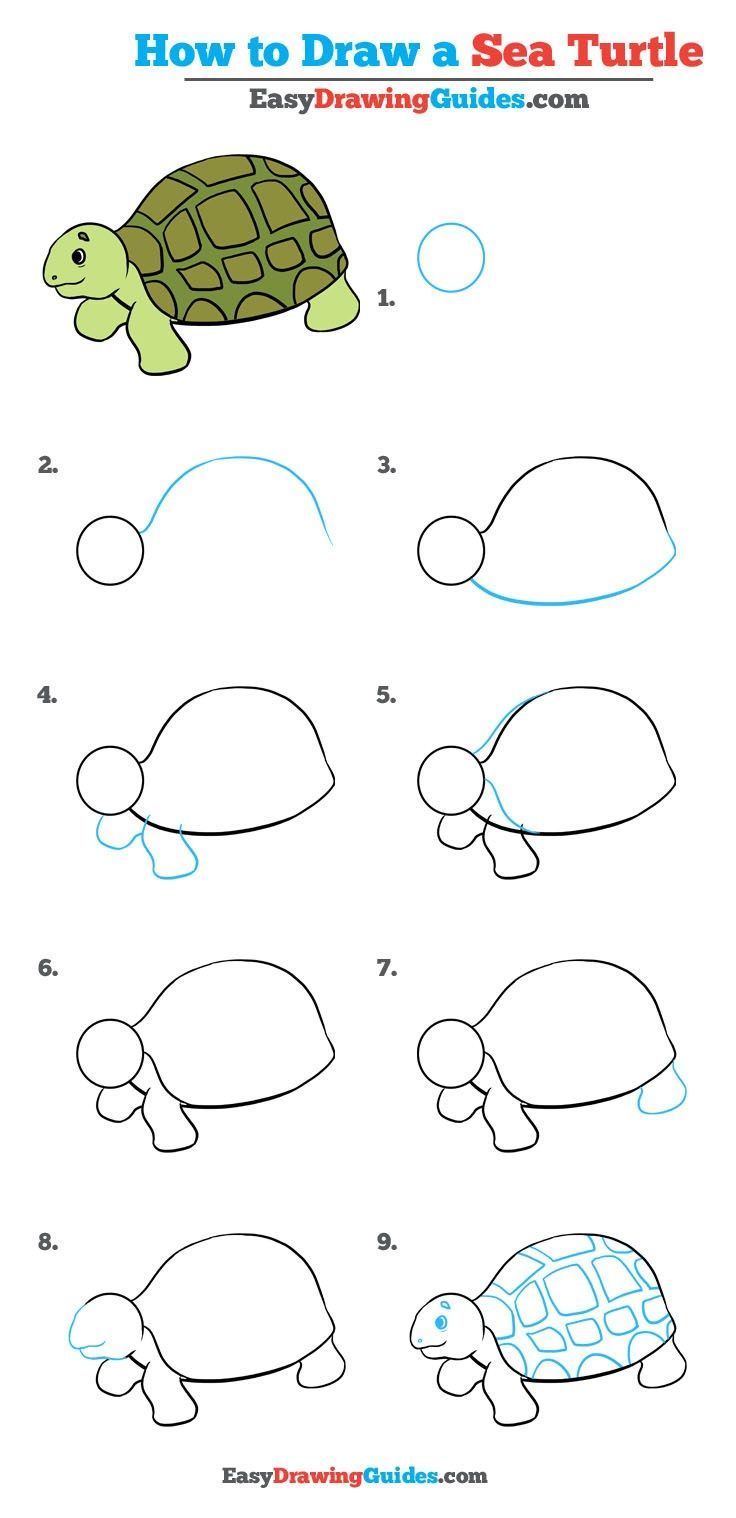 736x1518 How To Draw A Sea Turtle
