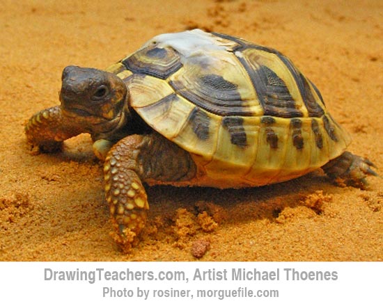 550x440 How To Draw A Turtle Walking