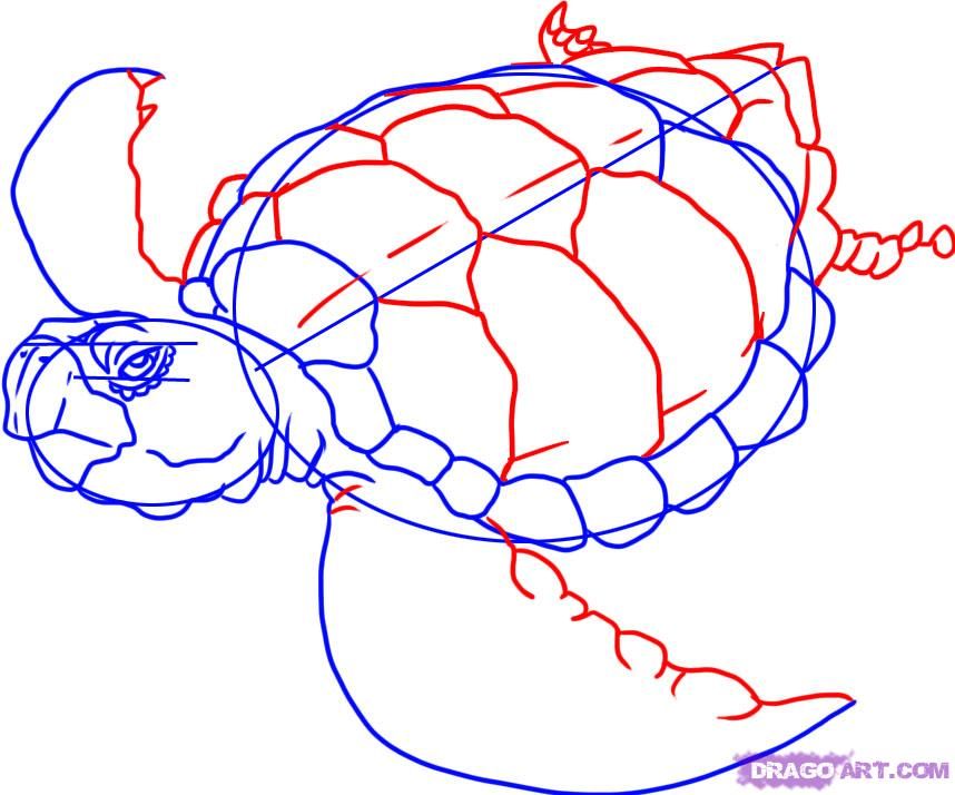 858x714 How To Draw A Sea Turtle Step 4 Dibujos Y Pinturas Dibujos