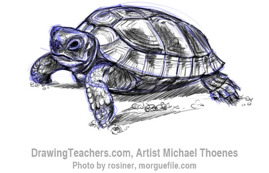 550x353 To Draw A Turtle Walking