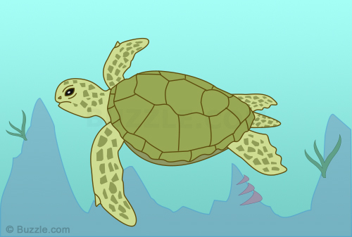 500x337 Learn How To Draw A Sea Turtle Using These Easy Instructions