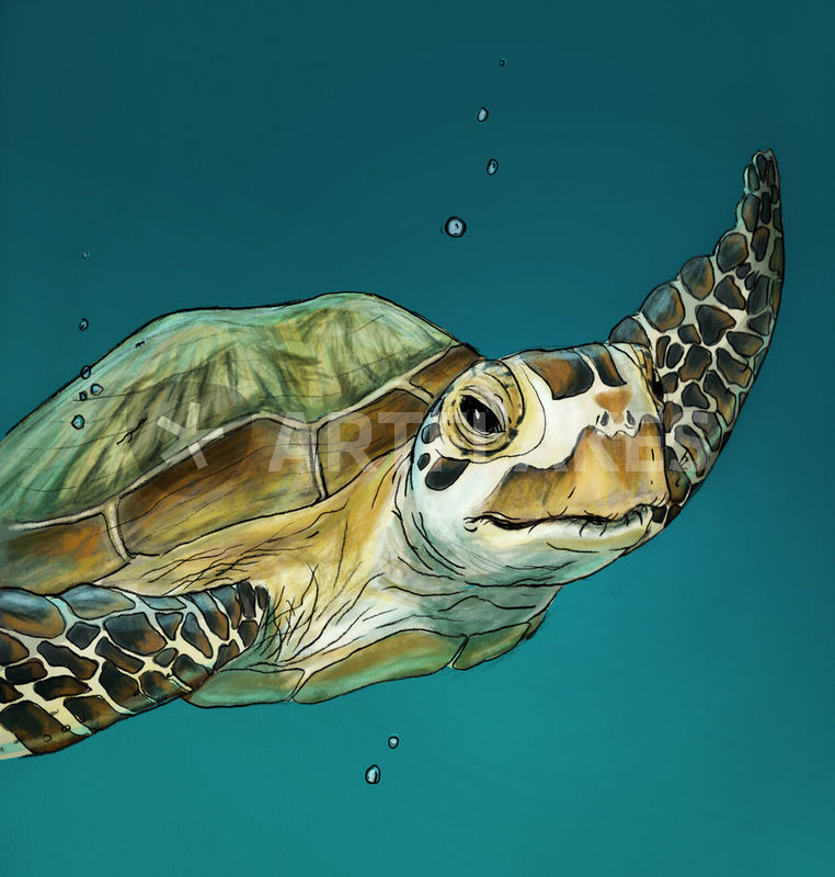 762x800 Sea Turtle Drawing Art Prints And Posters By Michelle Kondrich