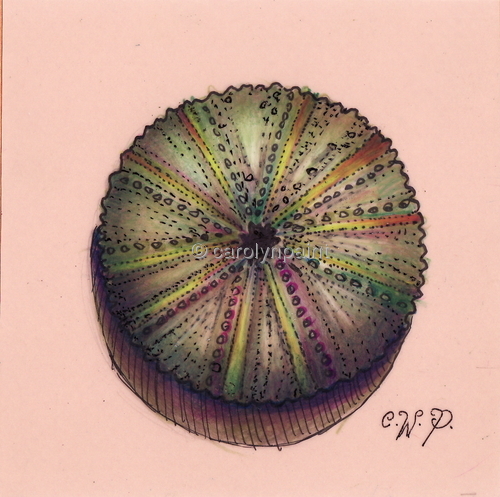 500x497 Still Life Colored Pencil Drawings Sea Urchin By Carolyn Weston