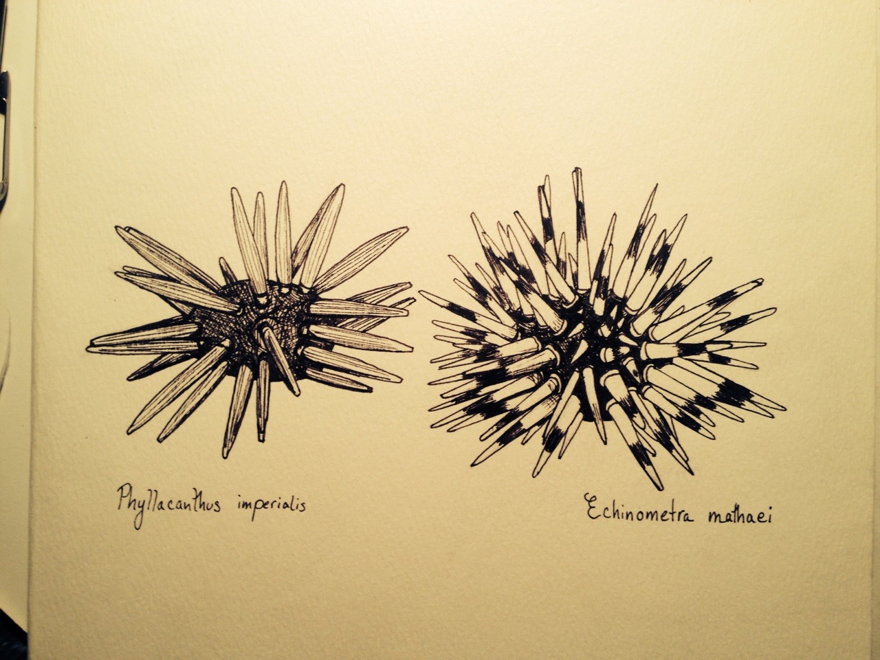 1280x960 U Is For Urchin Mermaid Scientist