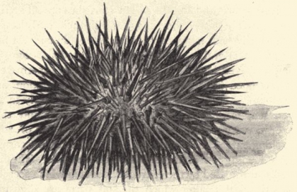 420x272 Sea Urchin