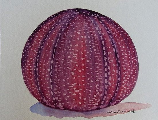 550x417 132 Best Sea Urchin Images On Shells, Conch Shells