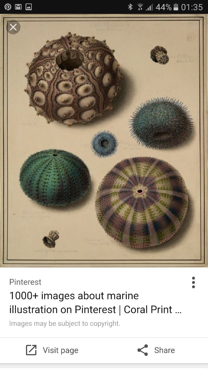 720x1280 472 Best Sea Urchin Images On Biology Drawing