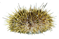 200x133 Sea Urchin Defenses Hidingshelteringcovering