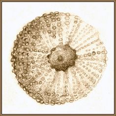 236x236 Sand Dollar And Sea Urchin Drawings