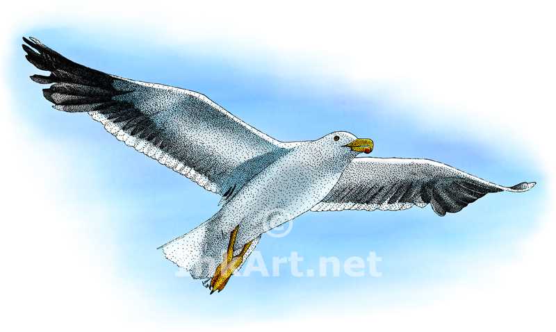 800x478 California Seagull (Larus Californicus) Stock Art Illustration