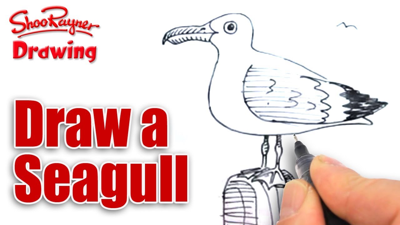 1280x720 Copy Of How To Draw A Seagull