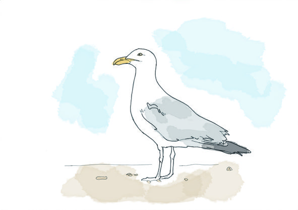 591x418 Hand Drawn Seagull Sketch Seagulls Hand Drawn