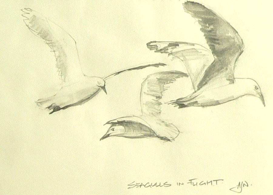 900x643 Seagulls In Flight 2 Drawing By Tony Northover