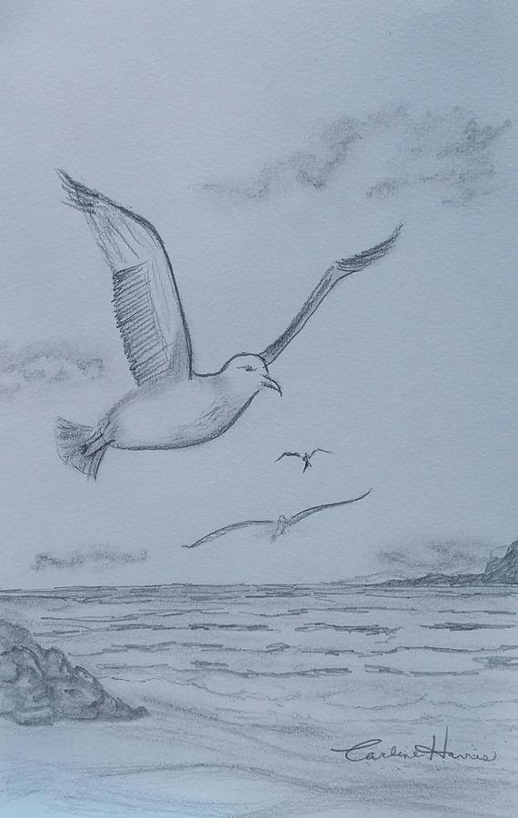 570x900 Seagulls Over The Ocean Drawing By Carlene Harris